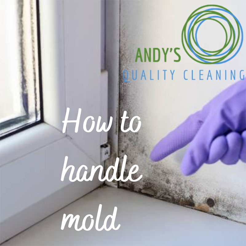 How to Handle Mold at Home